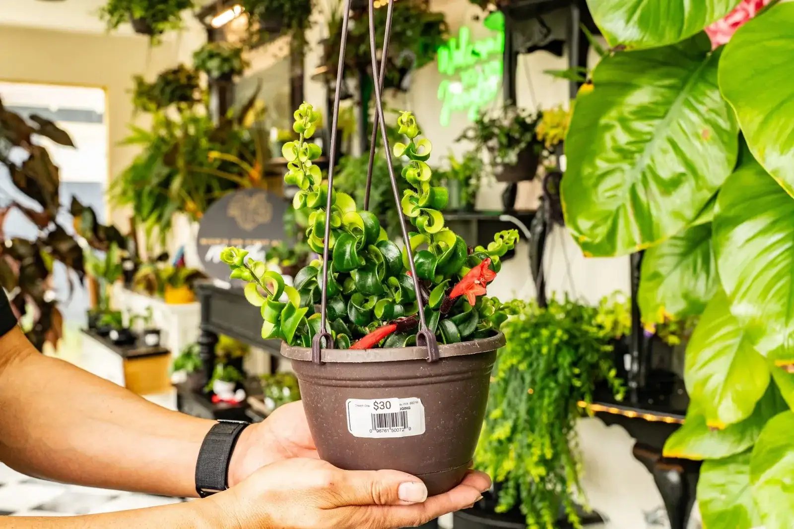A curly lipstick plant with red flowers in a hanging basket