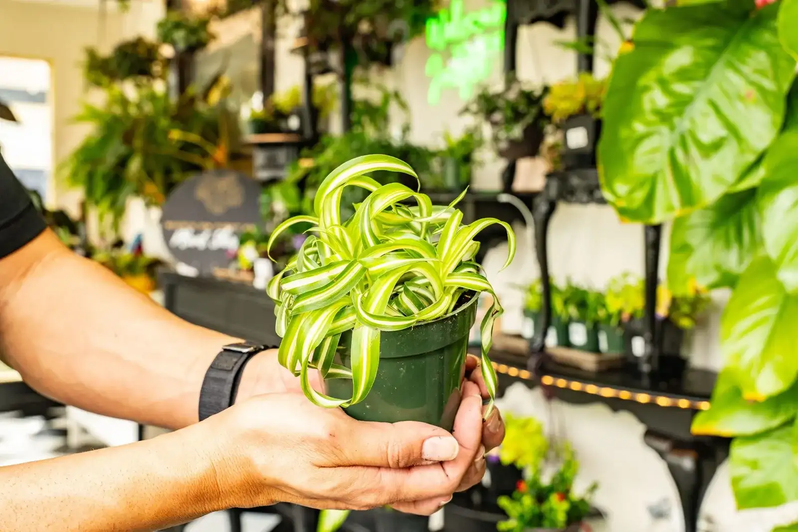 A curly spider plant held up in the shop