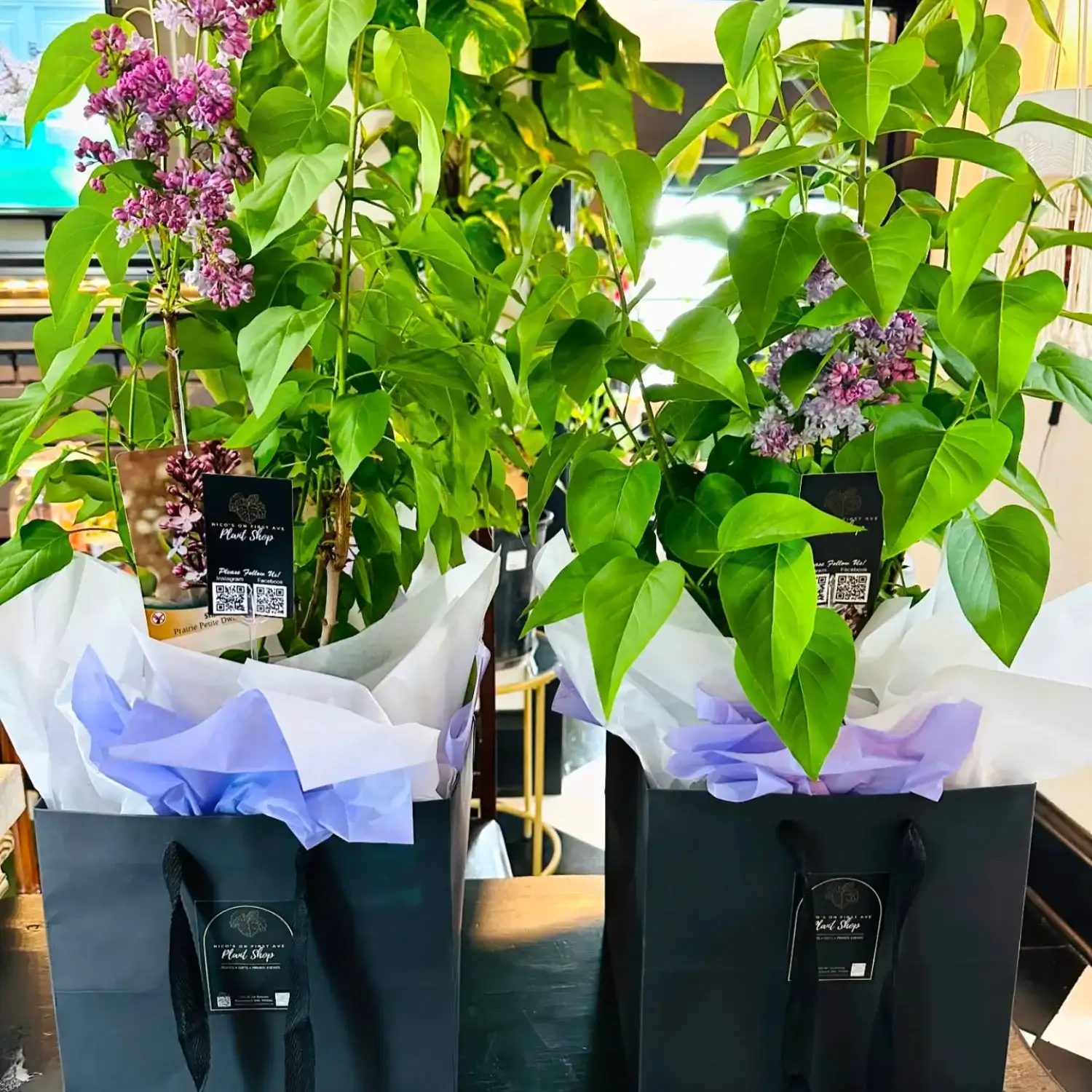 Potted plants wrapped in black gift bags with tissue paper