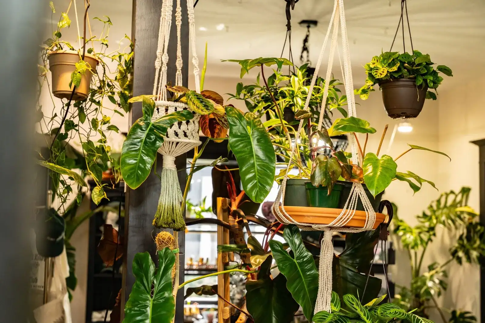 Hanging plants in macrame holders inside the shop