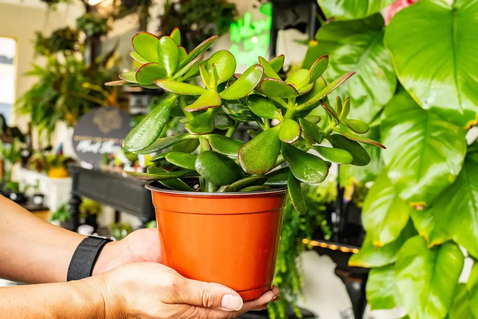 A jade plant in a terracotta pot