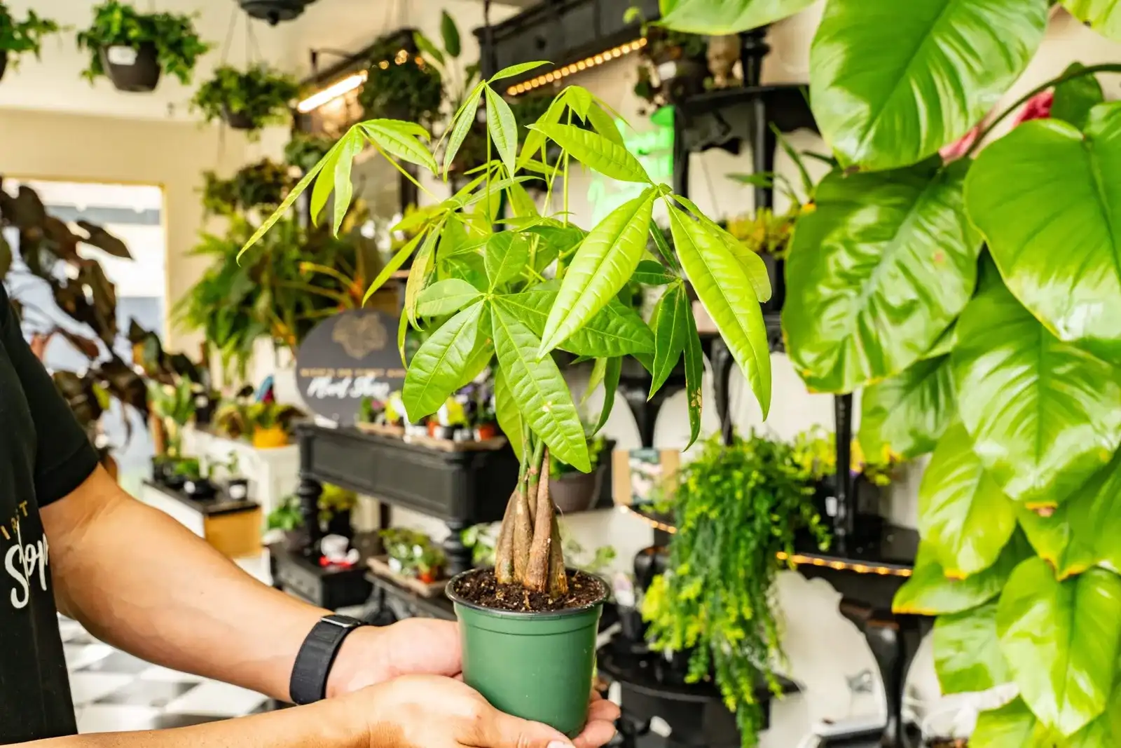 A young money tree in a green nursery pot