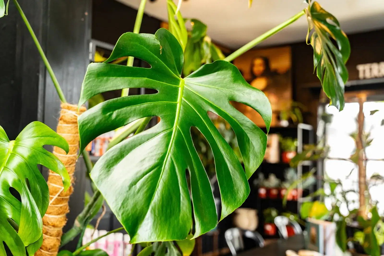 A monstera climbing a moss pole in the shop
