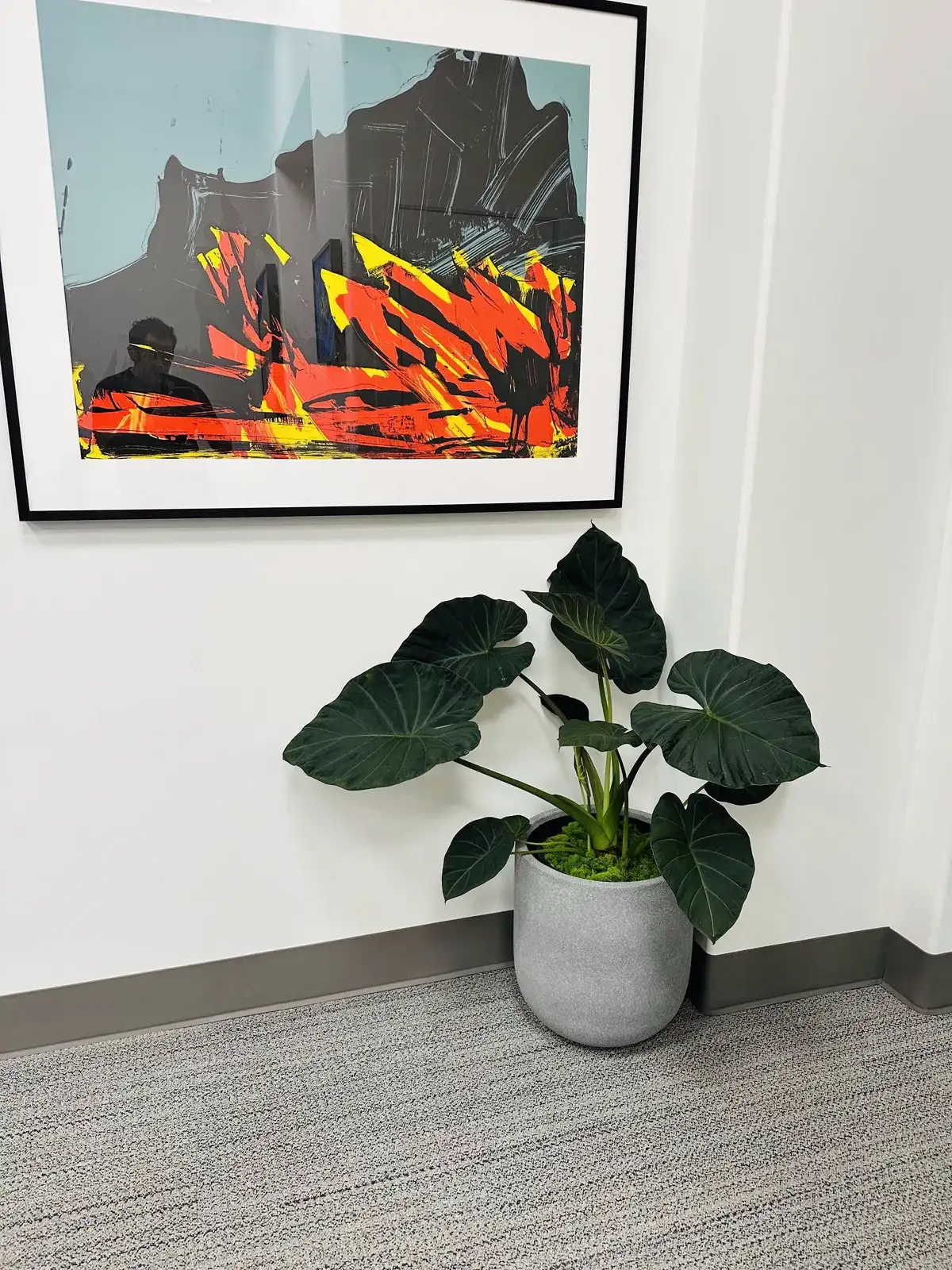 An elephant ear plant in a white planter under framed art