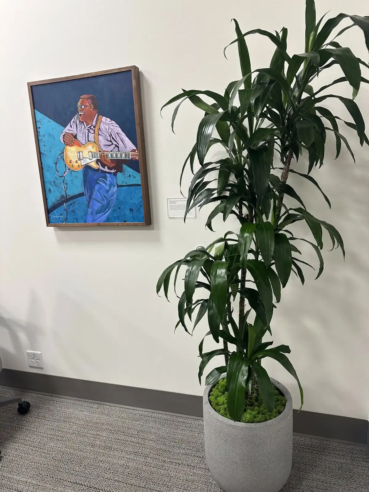 A tall dracaena in a white planter beside a painting in an office