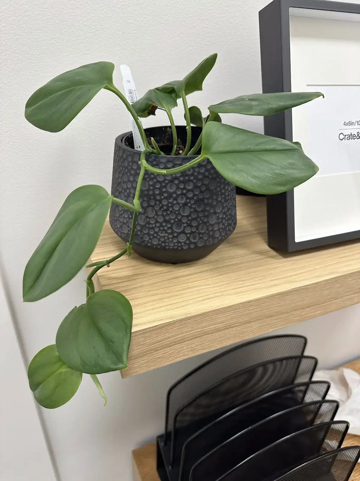 A philodendron in a black pot on an office shelf