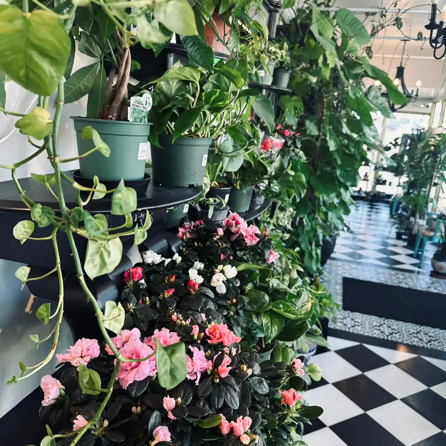 Pothos and pink blooms on black shelves in the shop