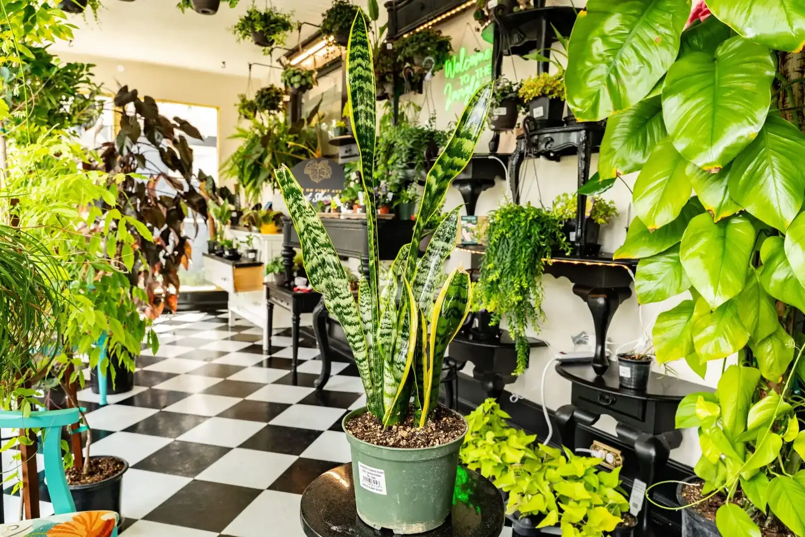 Inside SOILMATES: a black and white checkered floor lined with houseplants, a tall snake plant up front