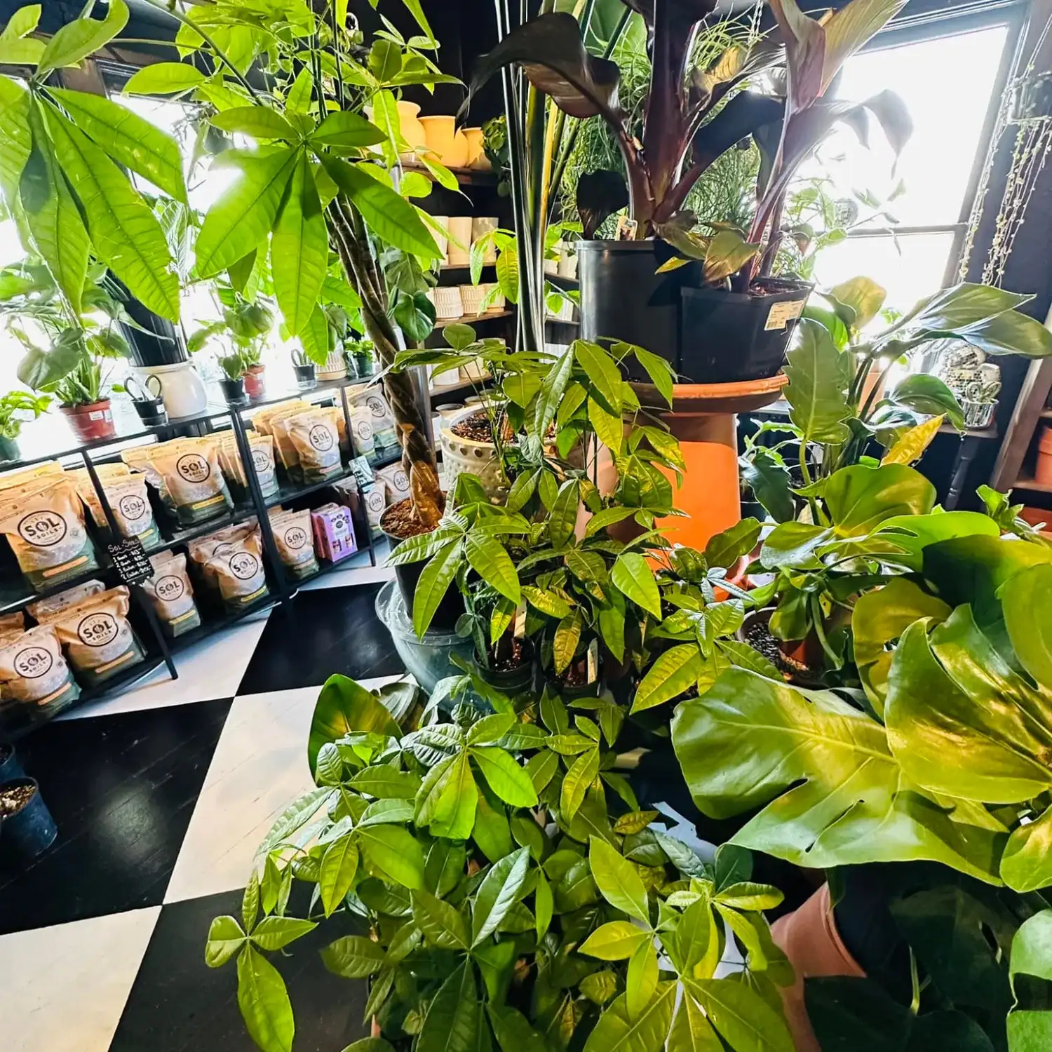 Tropical plants in front of the soil wall inside the shop