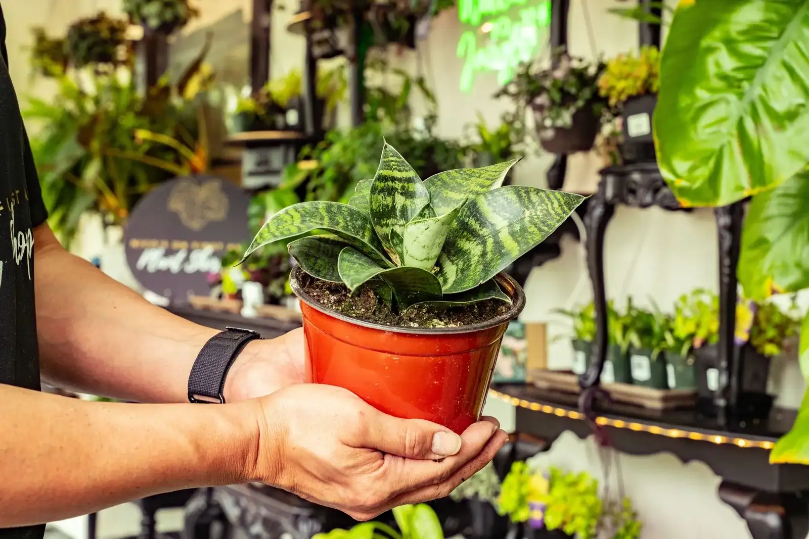A short snake plant in a terracotta pot