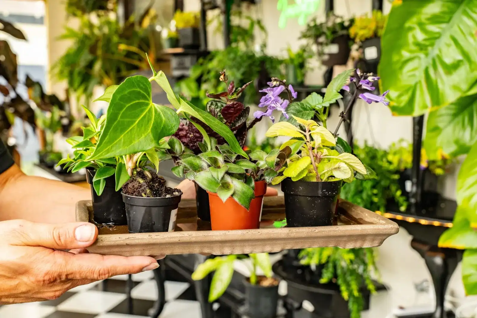 A tray of 4-inch starter plants held up in the shop