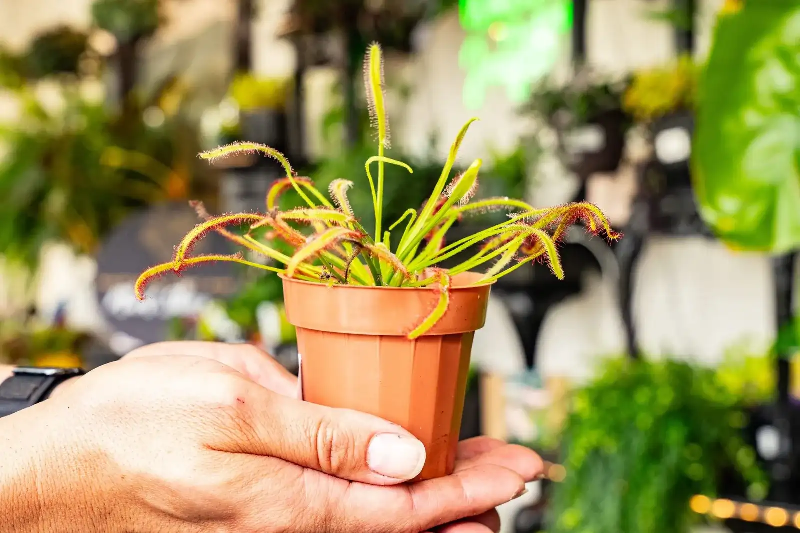 A sundew, a carnivorous plant, in an orange pot