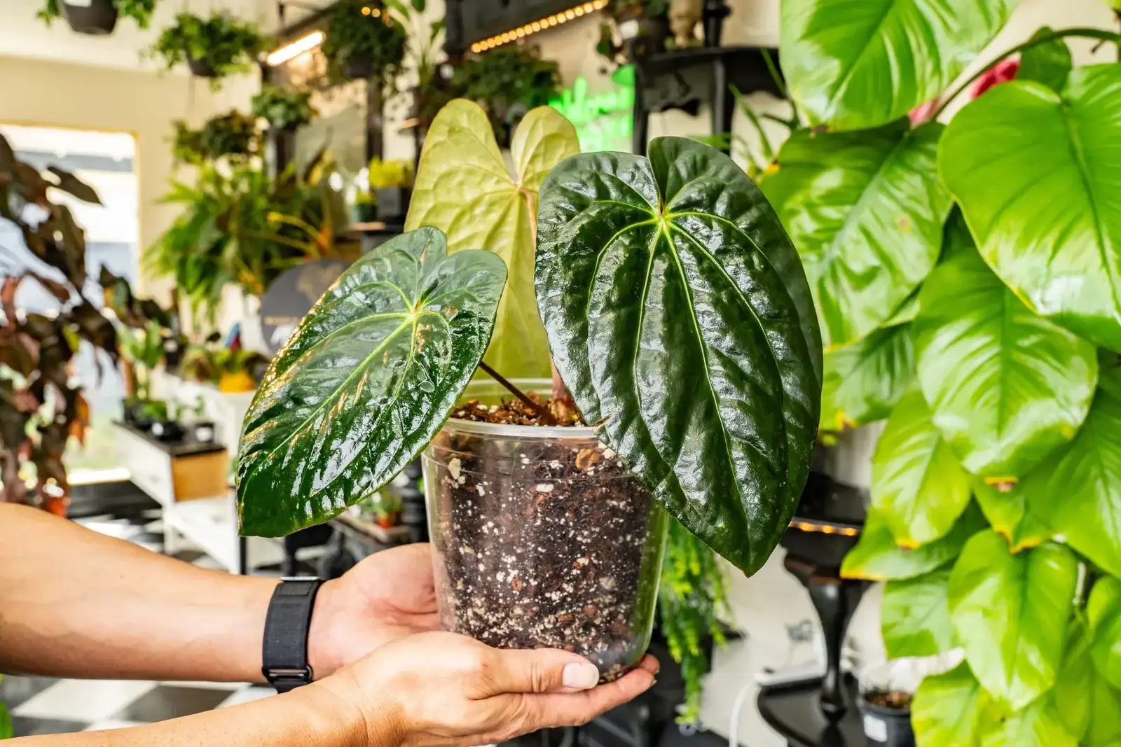 A rare plant with dark, textured leaves in a clear nursery pot